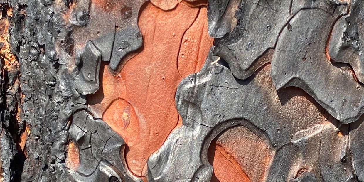 Close-up of tree bark with black charred and orange unburned areas.