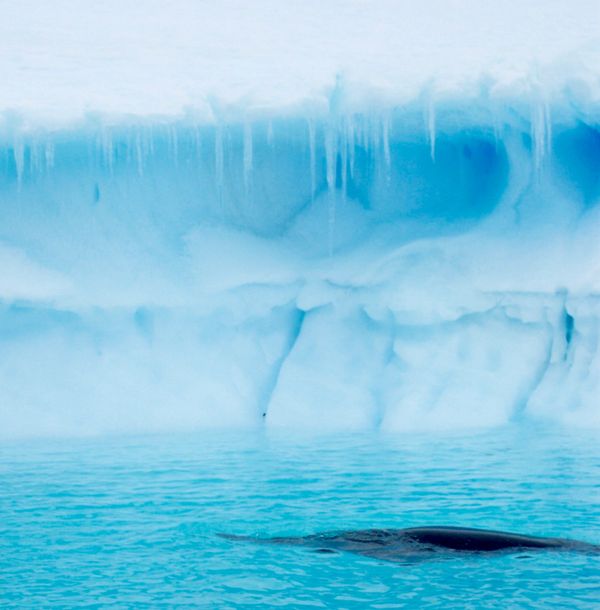 A whale and an iceberg