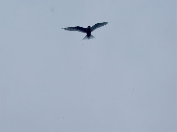 An image of a bird flying through a cold sky. 