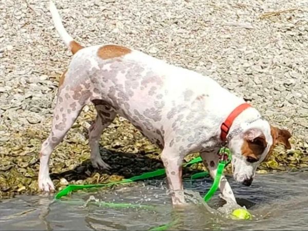 White and brown dog playing with a ball in the water.