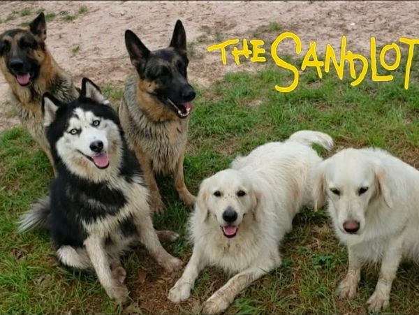 Five dogs sitting and lying on grass with 'The Sandlot' text.