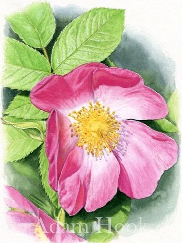 Wild rose, Adam Hook artist and illustrator