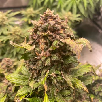 Crème de la Chem