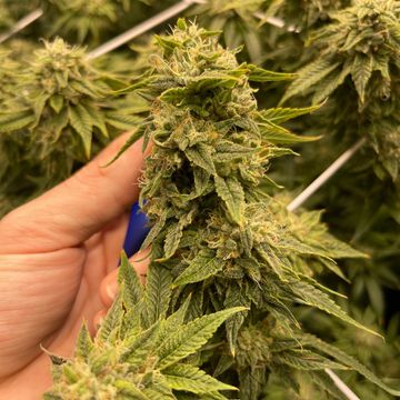 Chem Dawg 4 X San Fernando Valley Og

Very long stretching strain to grow very fun. Has a diesel and