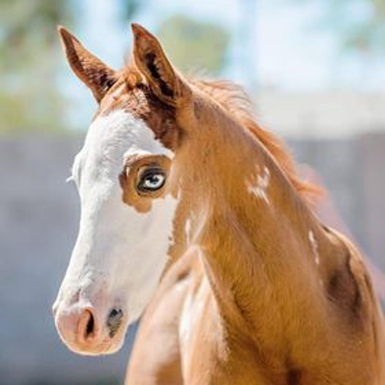 a Sponsor Arizona Paint Horse Club
