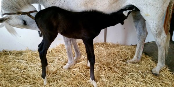 The most rewarding part of our foaling services
