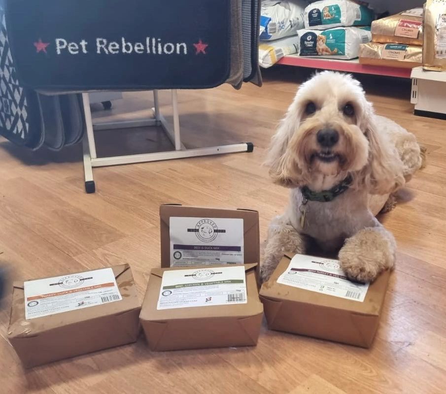 A dog with some Natural & raw dog food in boxes