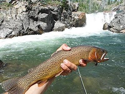 Slough Creek Outfitters