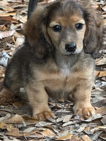 This Teeter, she is a future mom. She is shaded cream loncoat