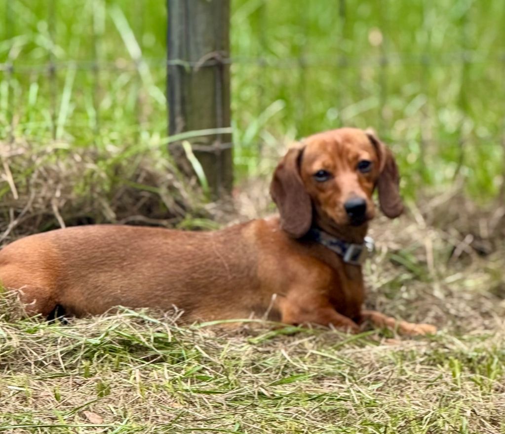 Linda -Red smooth coat