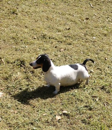 Lucy smooth coat piebald