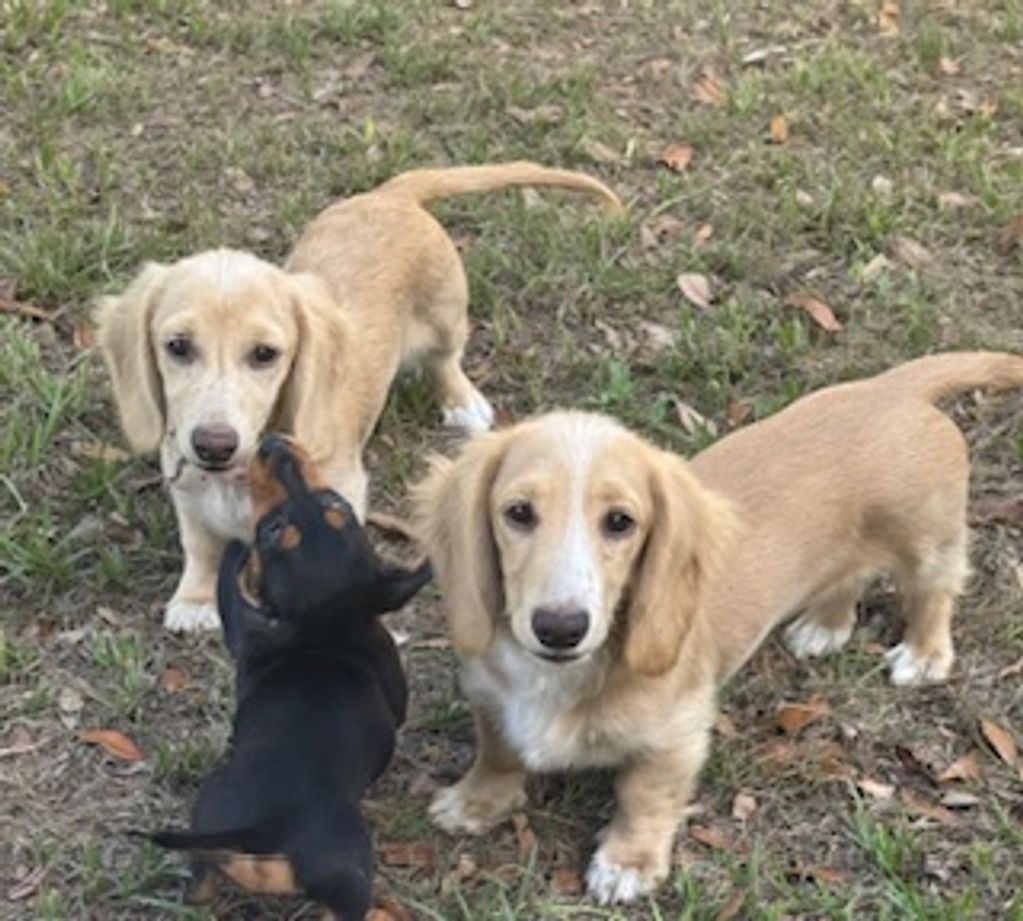 Twinkie and peaches future moms
Cream longcoat piebalds