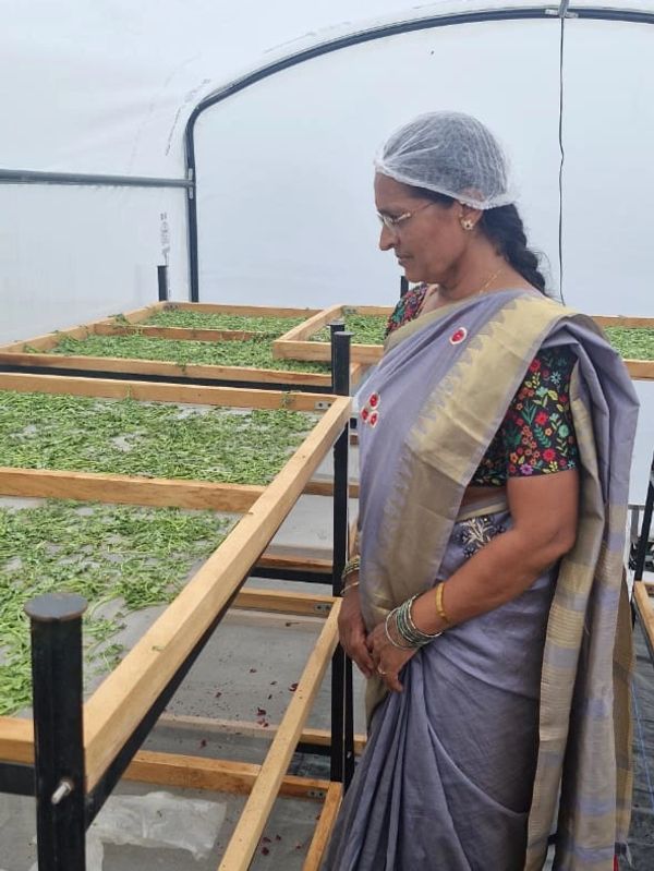 Fresh moringa leaves being prepared for drying In Solar Tunnel Dryer at Sukhai Farms