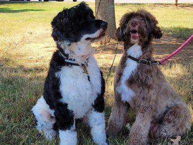 Portuguese water dog puppies available now Murfreesboro TN breeder PWD Autumn Branch Farm Portuguese