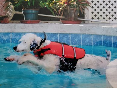 portuguese water dog puppy for sale Murfreesboro TN breeder Willow Creek Farm