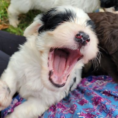 Portuguese water dog puppies for sale available breeder Murfreesboro TN PWD portie