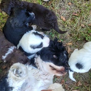 Portuguese water dog puppies available now Murfreesboro TN breeder PWD Autumn Branch Farm Portuguese