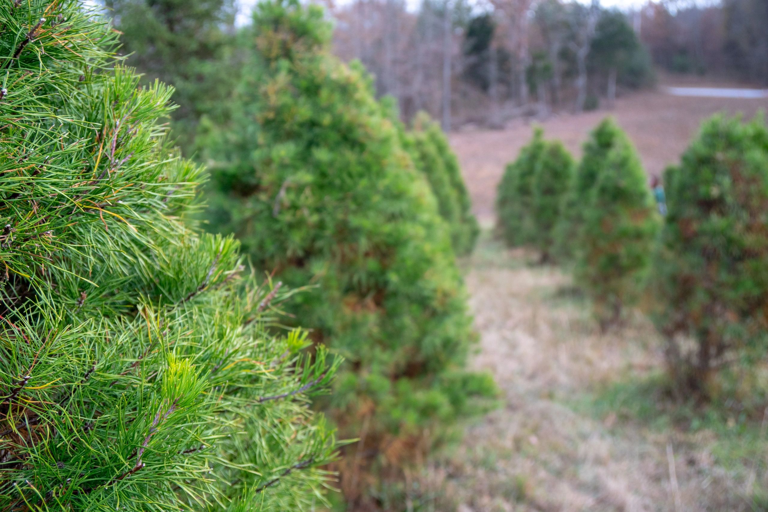 Erin s farm christmas trees in clarksville dickson tennessee
