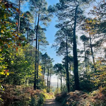 Sunlit forest path surrounded by tall trees and greenery under a clear blue sky.