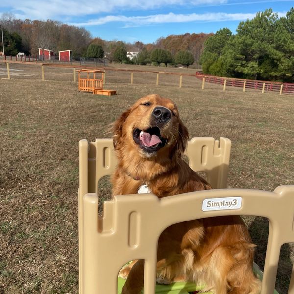Golden Retriever sitting and looking very happy