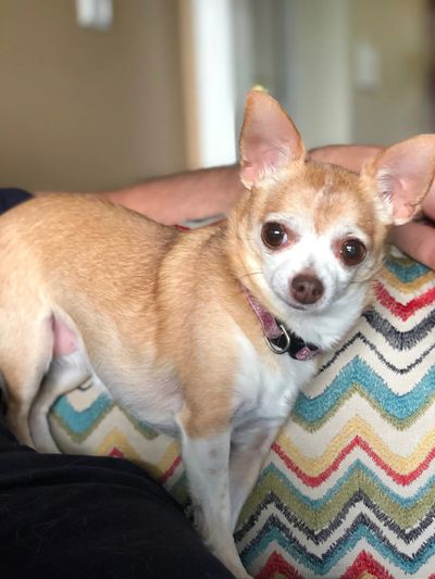 Small brown chihuahua dog on a bright pillow looking at the camera