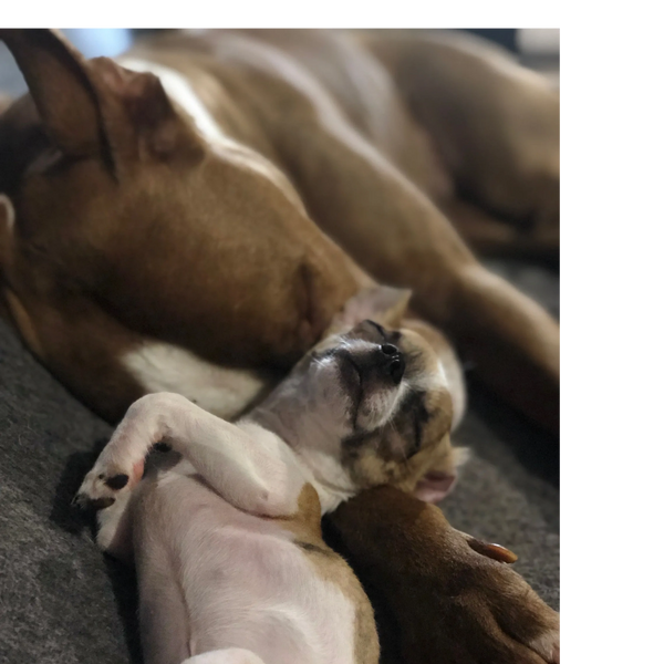 Image of a small chihuahua sleeping, lying against a larger brown dog's head and front leg