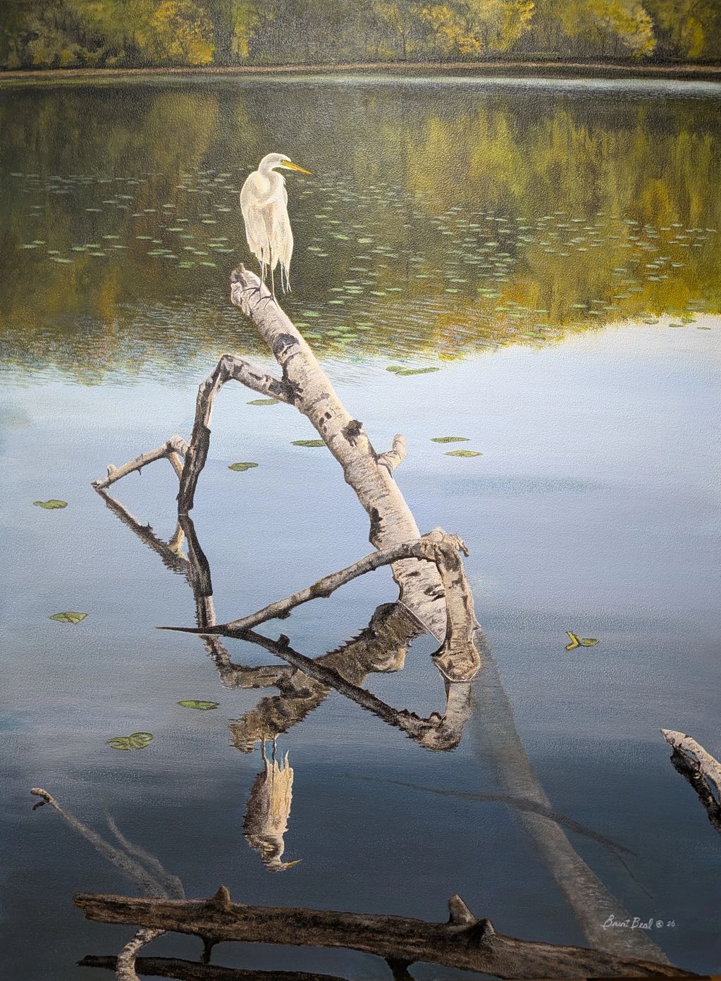 Great Egret from Lebanon HillsPark