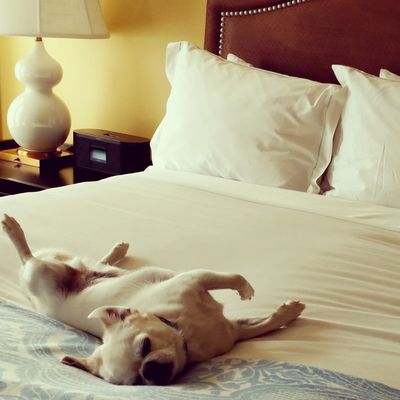Small dog lying on its back on a neatly made bed.