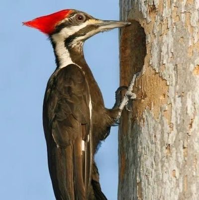 We are specialized in woodpecker repair on Eifs system. 