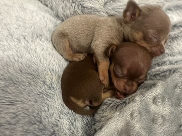 Two chihuahua puppies cuddling whilst sleeping