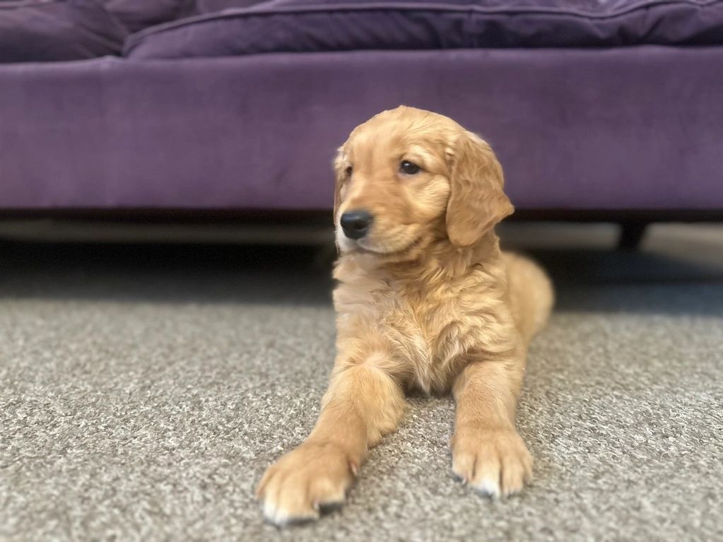 Golden Retriever Puppy laid on floor