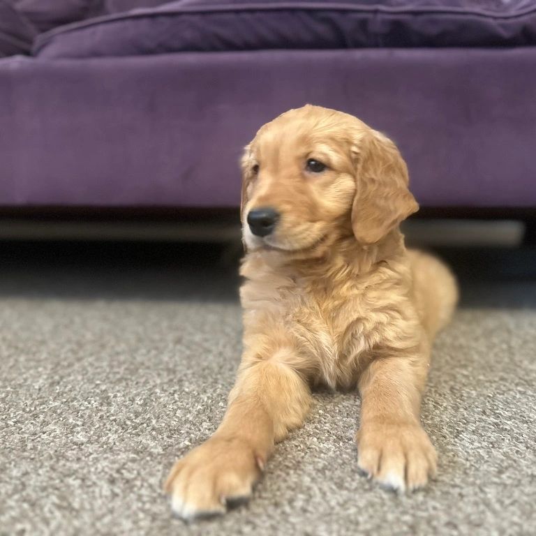 KC Registered, Quality Health Tested Golden Retrievers Available Now