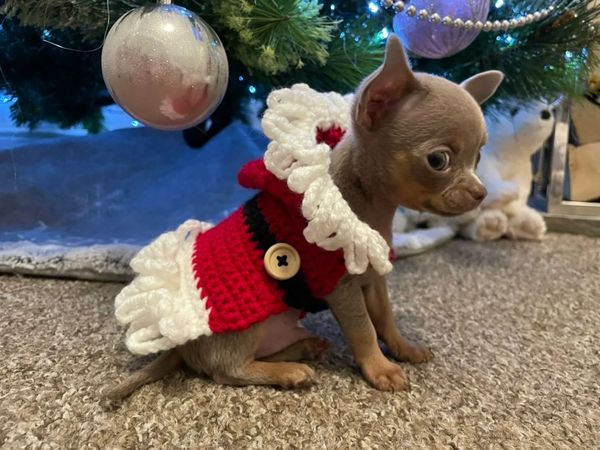 Cute Small Lilac Chihuahua in knitted santa outfit