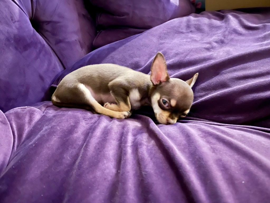 Chihuahua laid on purple sofa