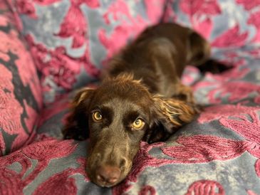 Cocker Spaniel laid on pink floral chair