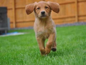 Golden Retriever puppy walking in garden