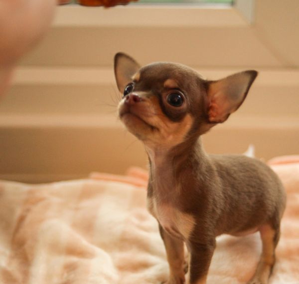 chocolate chihuahua