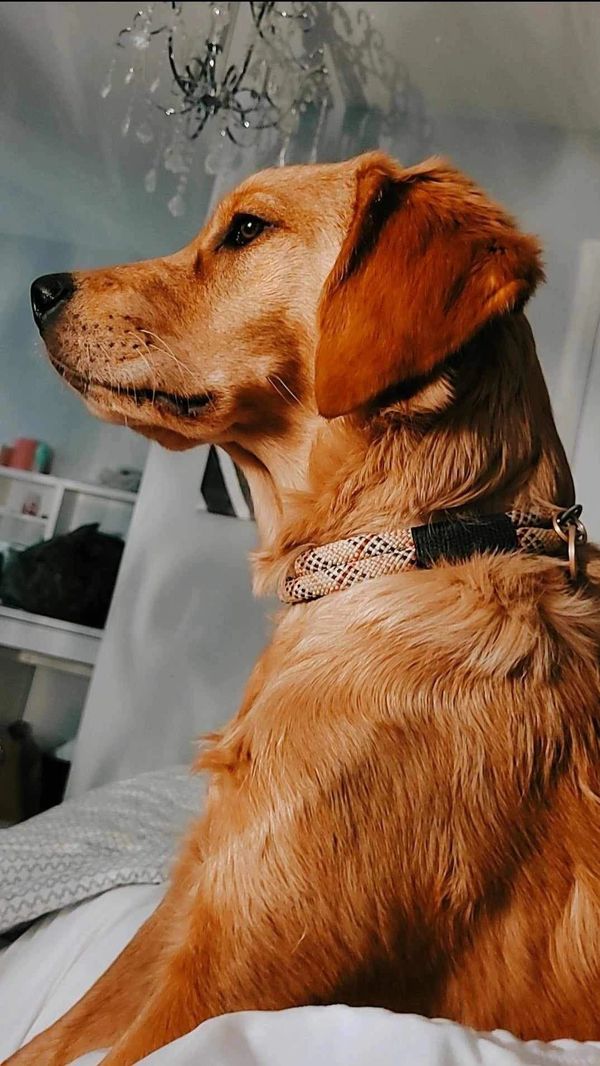 Golden Retriever gazing 