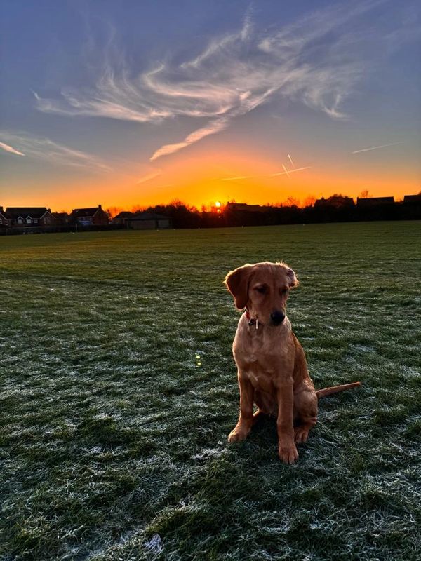 Golden retriever puppy sat with beautiful sunrise behind