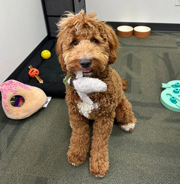 Rory - Accountant in Training