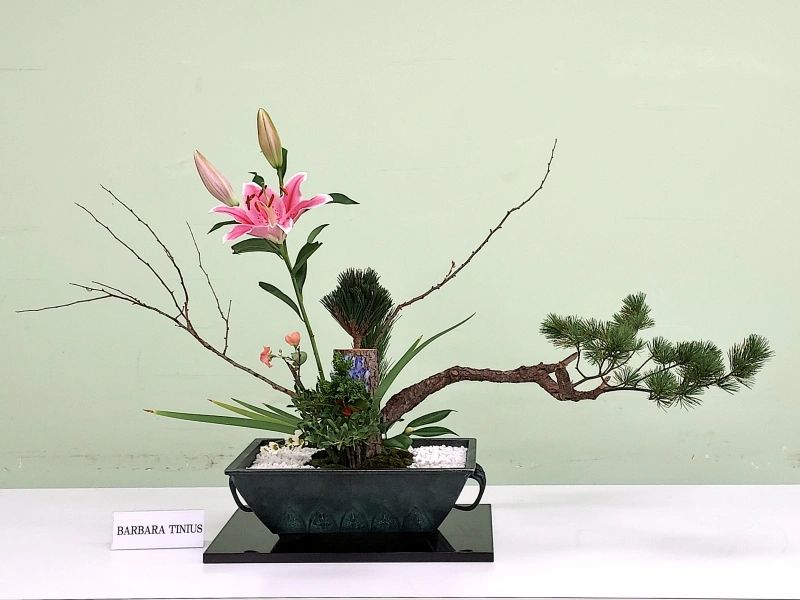 bonsai pino marittimo A-BONSAI Moyogi Light (Japanese Black Pine – Height: 30 cm) –  J-和インターナショナルストア main image 0