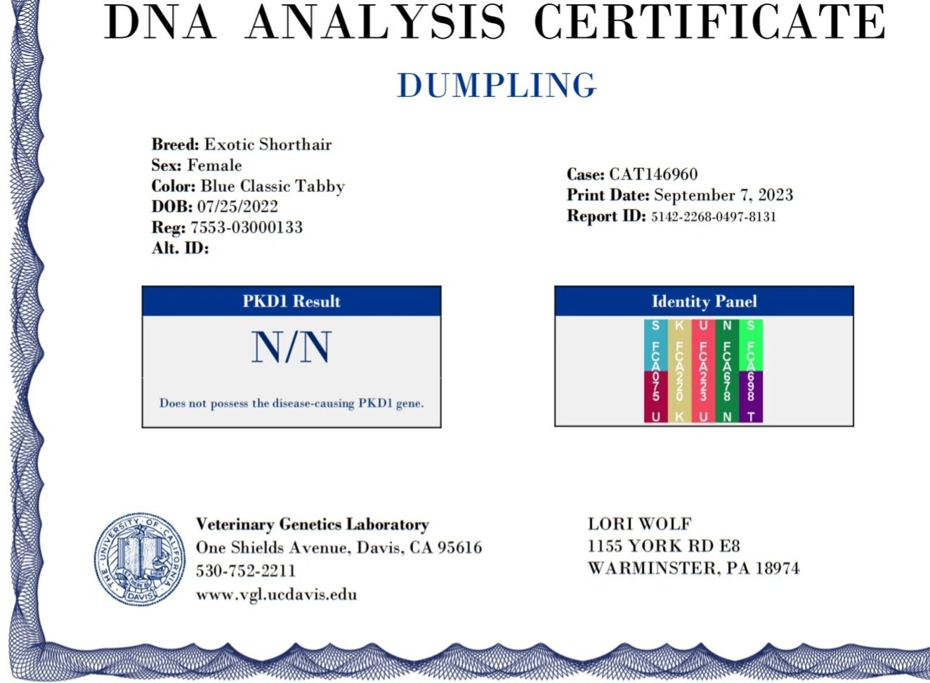 Dumpling Pkd1 Testing Negative