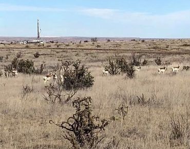 Pronghorns in grassy area. Water well being drilled in background.