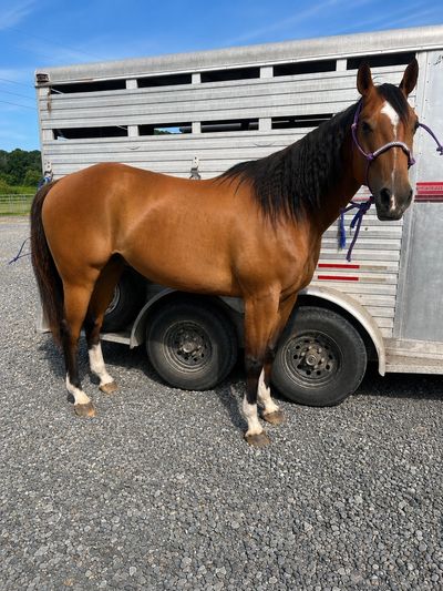 A brown horse with a black mane stands beside a trailer on a gravel surface.