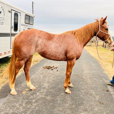 A reddish-brown horse standing on a paved road near a trailer.