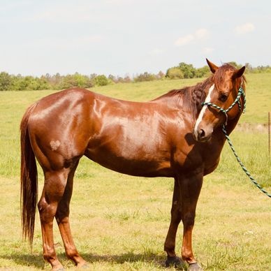 A shiny brown horse standing on a grassy field with a halter and lead rope.