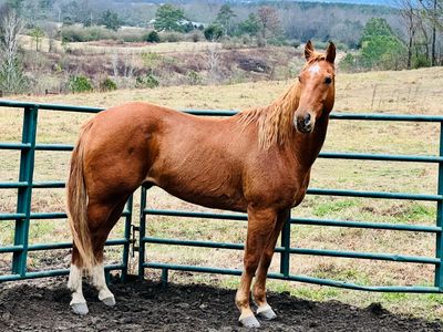 A chestnut horse with a white blaze on its hind legs stands in a fenced area.
