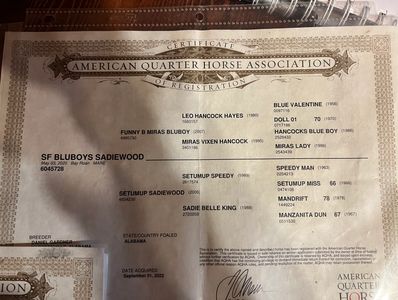 American Quarter Horse Association registration certificate for SF BluBoy's Sadlewood.