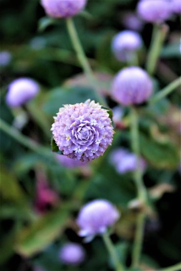 Purple blossoms- Swinney Homestead, Springfield Illinois.