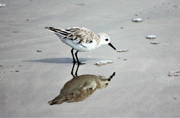 Sandy Reflections- South Padre Island National Seashore- Texas.